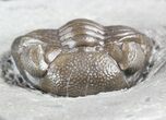 Wide, Partial Eldredgeops Trilobite - Ohio #55461-1